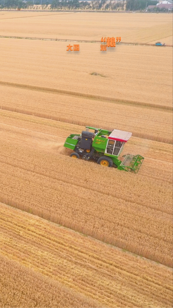 【大国“粮”策】19万台稻麦联合收割机上阵! 山东6003万亩小麦归仓 【大国“粮”策】19万台稻麦联合收割机上阵! 山东6003万亩小麦归仓
