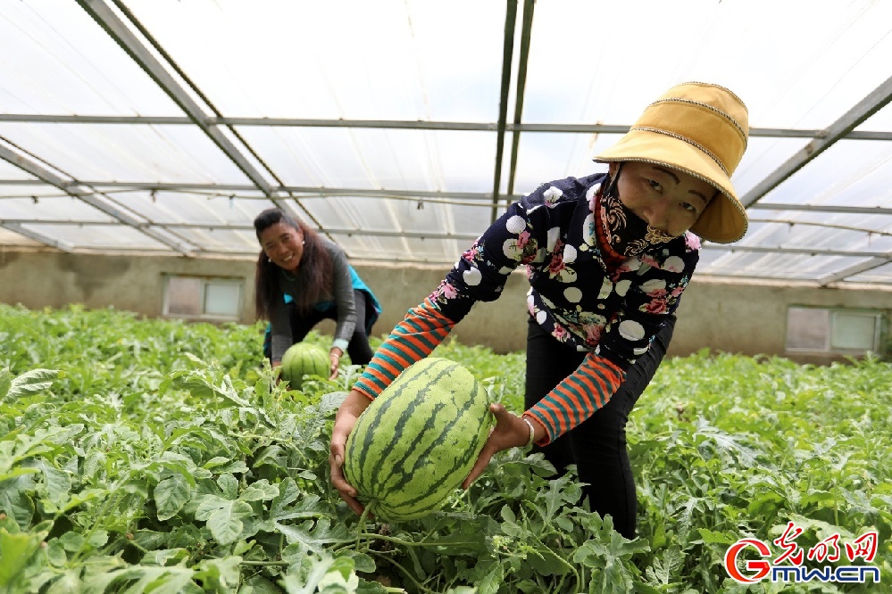 【幸福花开新边疆】西藏隆子县：拿稳“菜篮子” 脱贫有了新路子