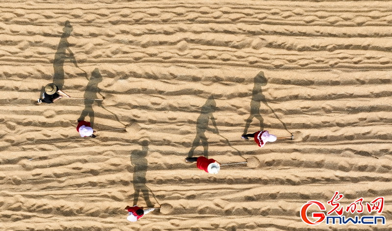 【大国“粮”策】河北平乡：26.5万亩小麦收获接近尾声 较去年增产增收