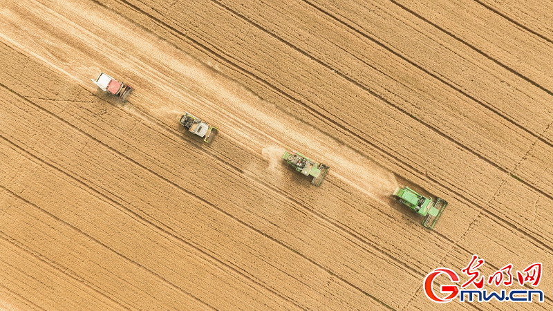 【大国“粮”策】河北平乡：26.5万亩小麦收获接近尾声 较去年增产增收