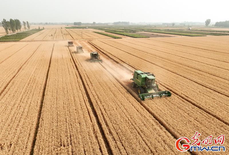 【大国“粮”策】河北平乡：26.5万亩小麦收获接近尾声 较去年增产增收