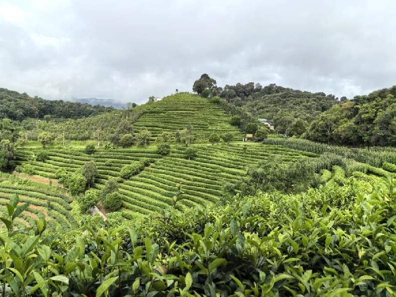 普洱思茅：一叶兴一业 茶香富山乡