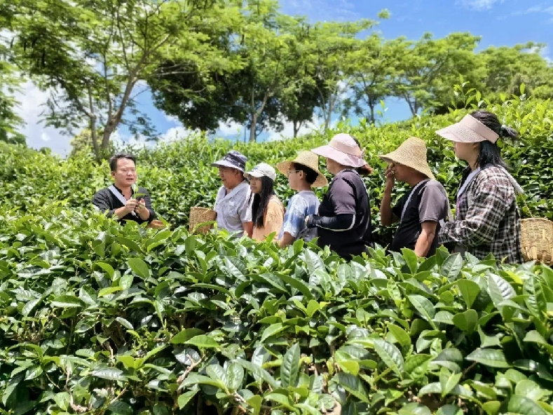 普洱思茅：一叶兴一业 茶香富山乡