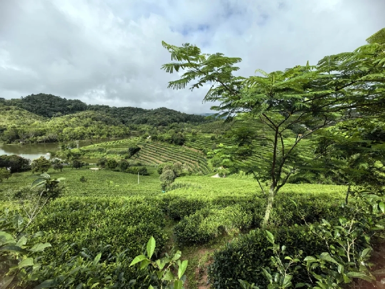 普洱思茅：一叶兴一业 茶香富山乡