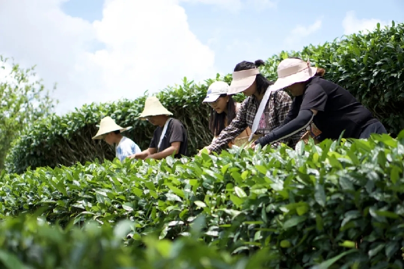 普洱思茅：一叶兴一业 茶香富山乡