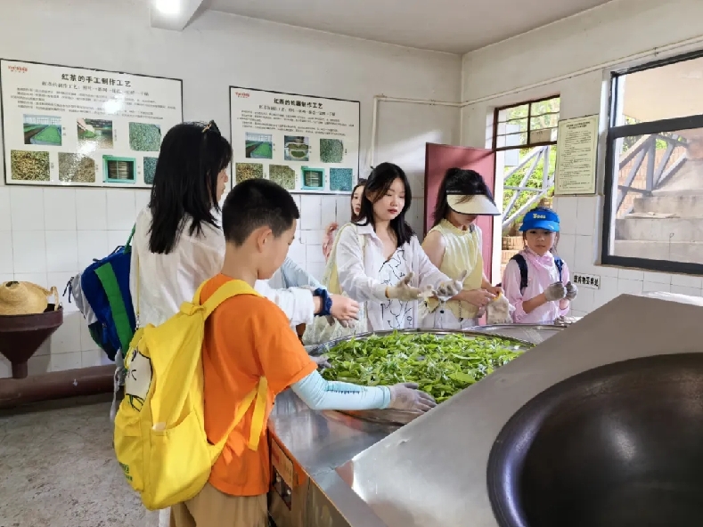 普洱思茅：一叶兴一业 茶香富山乡