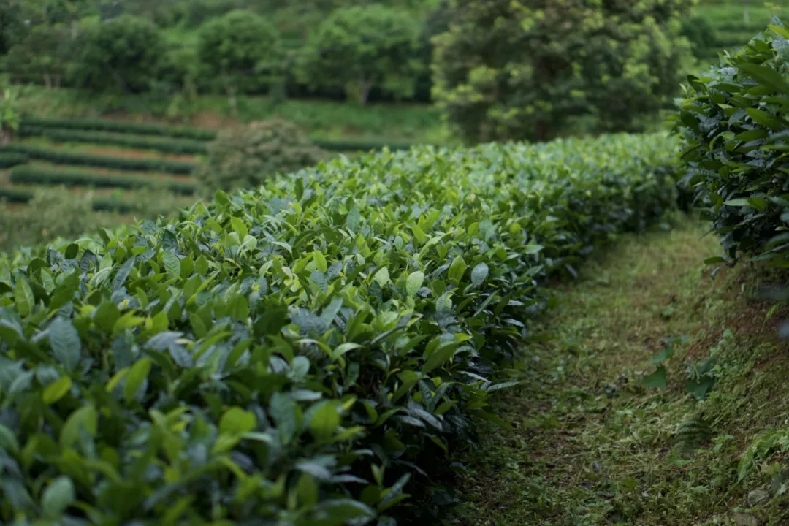 普洱思茅：一叶兴一业 茶香富山乡