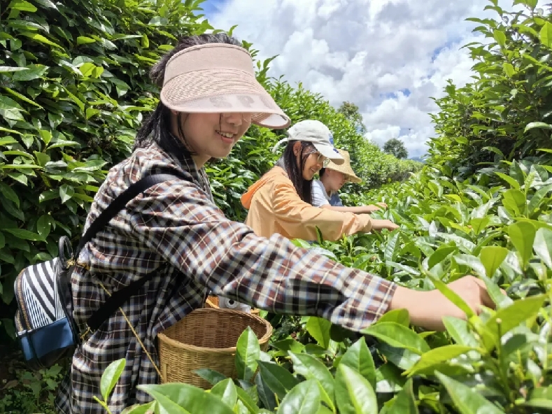 普洱思茅：一叶兴一业 茶香富山乡