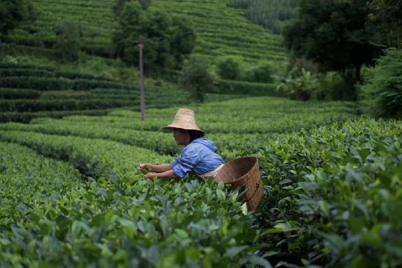 普洱思茅：一叶兴一业 茶香富山乡