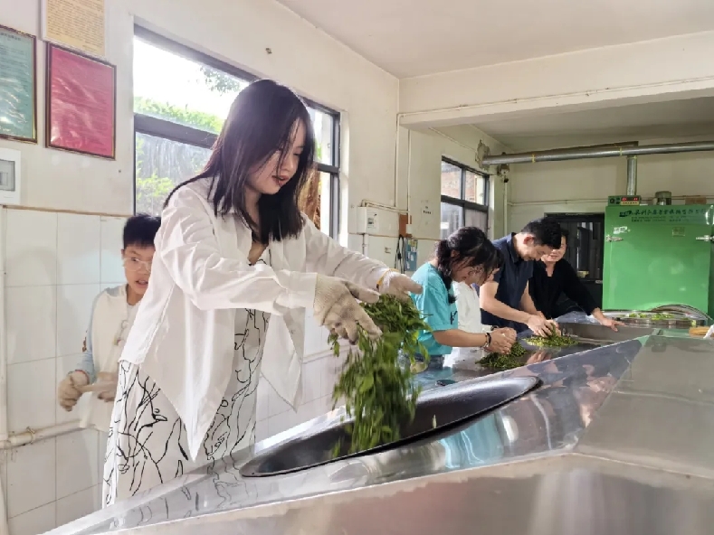 普洱思茅：一叶兴一业 茶香富山乡