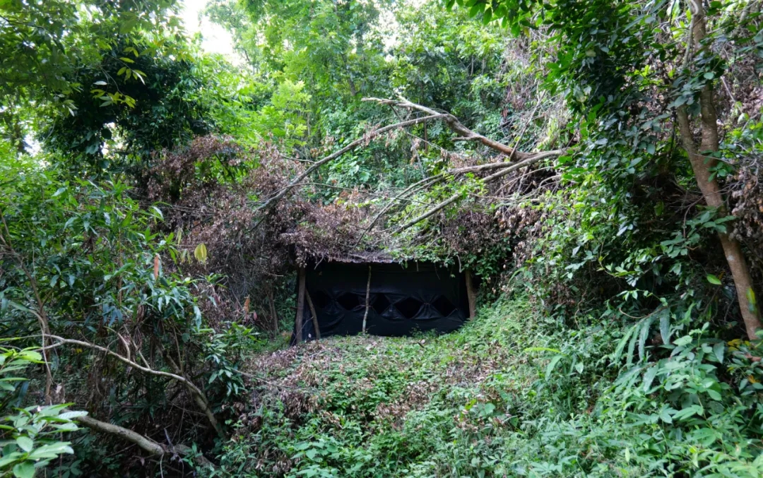 思茅港镇茨竹林村：好生态迎客来 “观鸟经济”富乡村