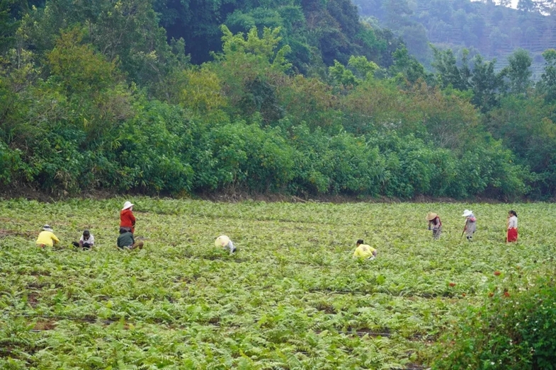 思茅区：高原特色野生蔬菜现代化生产示范园 点燃产业“新动能”