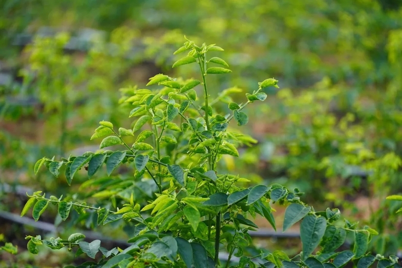 思茅区：高原特色野生蔬菜现代化生产示范园 点燃产业“新动能”