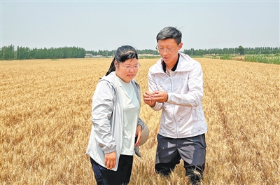 用上小麦新品种 盐碱地亩产超1200斤