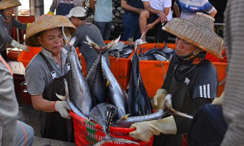 南海开渔鱼满仓