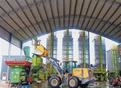 抢！应对连阴雨 秋收一线直击