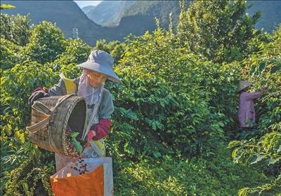 咖啡迎来收获季