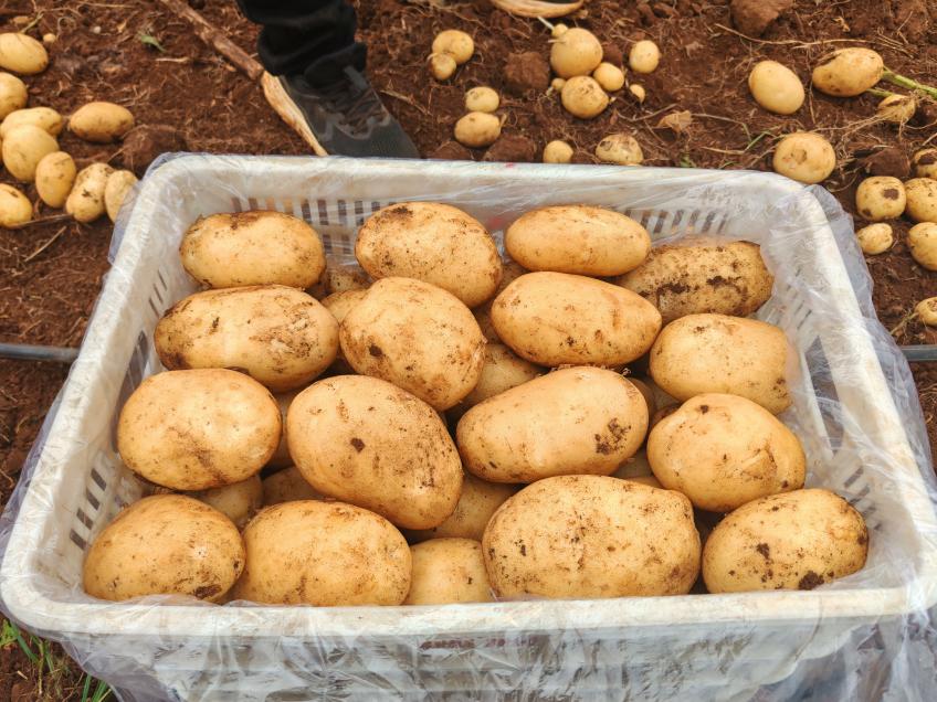 沃众田助力广东湛江打造马铃薯基地
