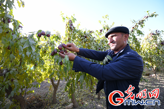 【幸福花开新边疆】一根网线串起一条助农增收新路子 【幸福花开新边疆】一根网线串起一条助农增收新路子