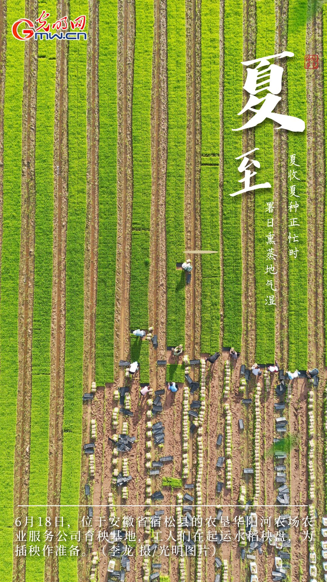 【大国“粮”策】创意海报丨今日夏至：稻花香里说丰年