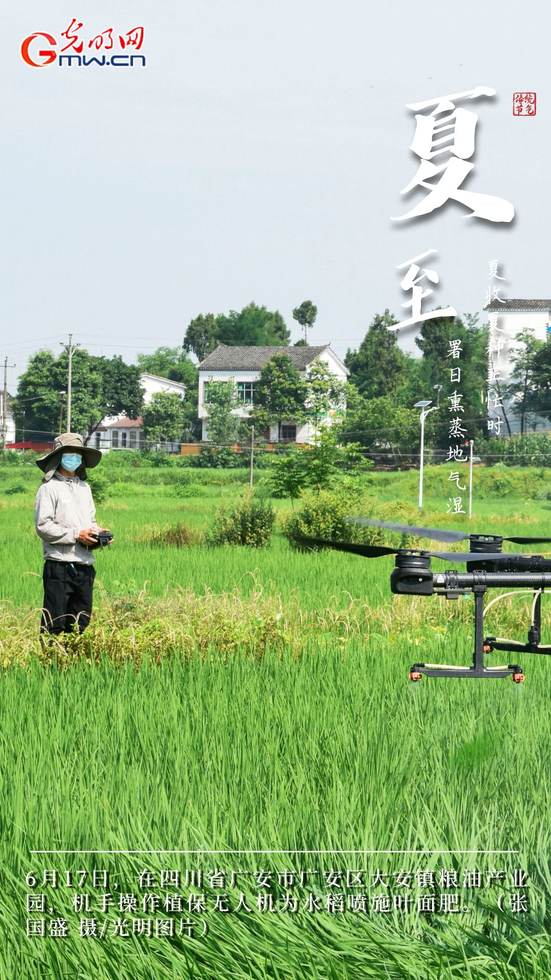 【大国“粮”策】创意海报丨今日夏至：稻花香里说丰年