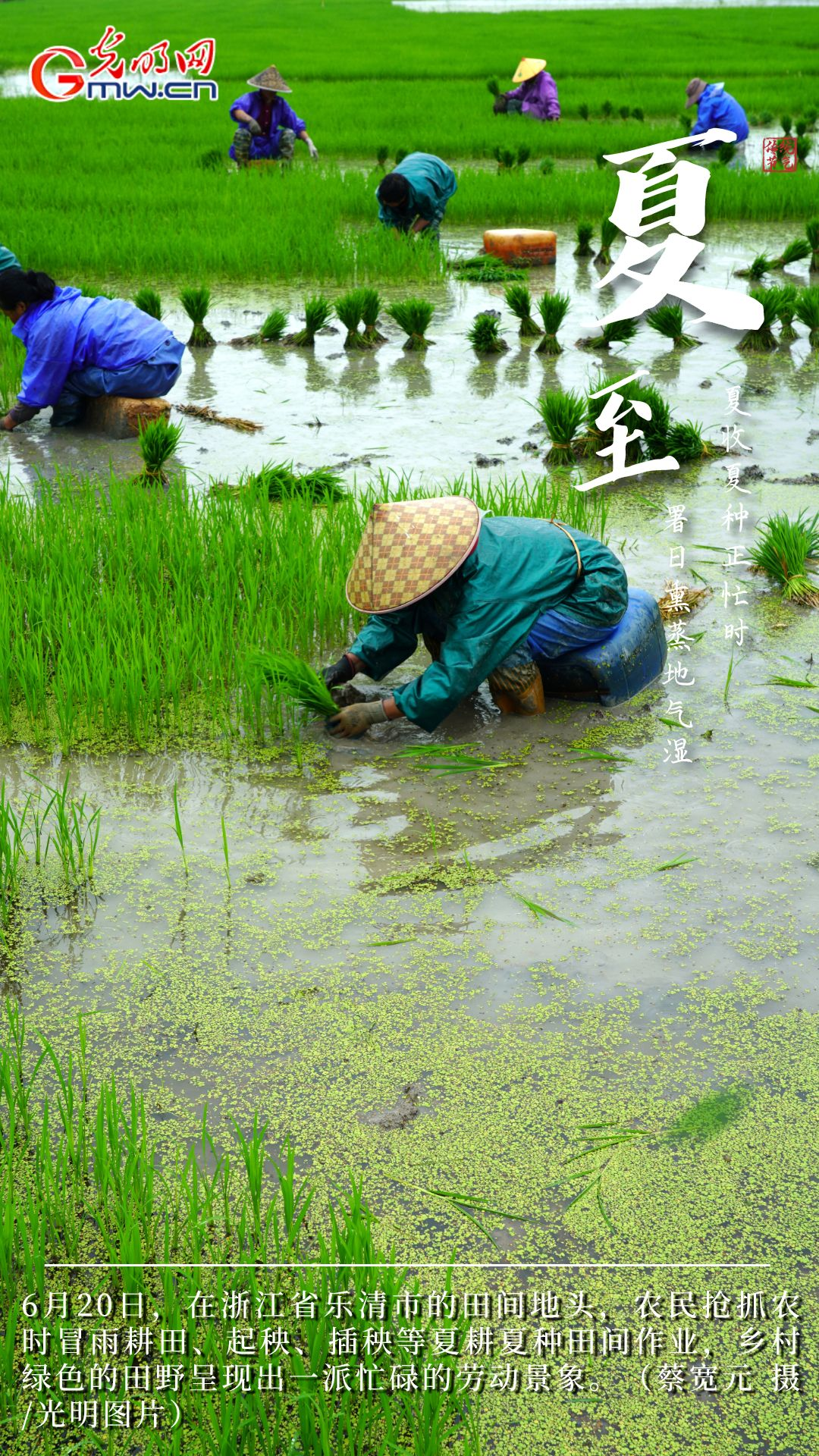 【大国“粮”策】创意海报丨今日夏至：稻花香里说丰年