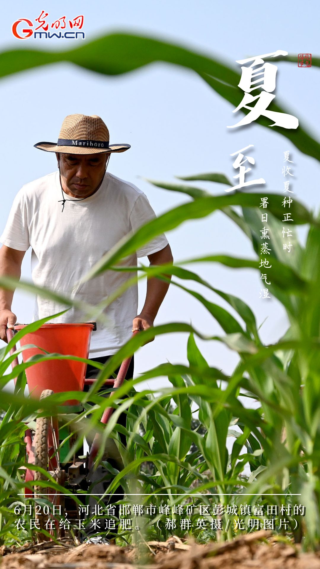 【大国“粮”策】创意海报丨今日夏至：稻花香里说丰年