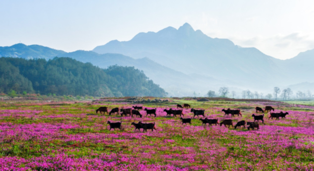 盒马示范户：大别山养羊户的小牌子带来大收益