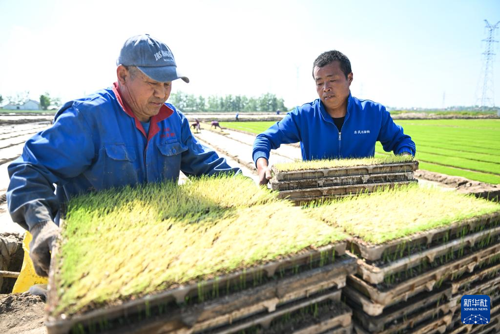 江苏射阳：合作社育秧忙